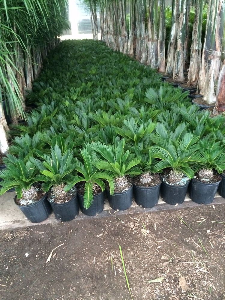 cycas-revoluta-king-sago-palm-cycad