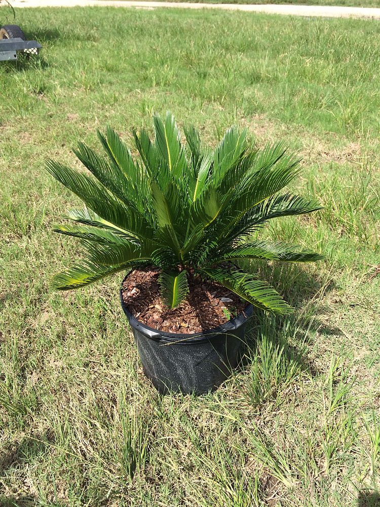cycas-revoluta-king-sago-palm-cycad