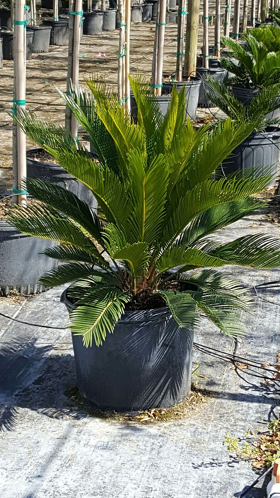cycas-revoluta-king-sago-palm-cycad