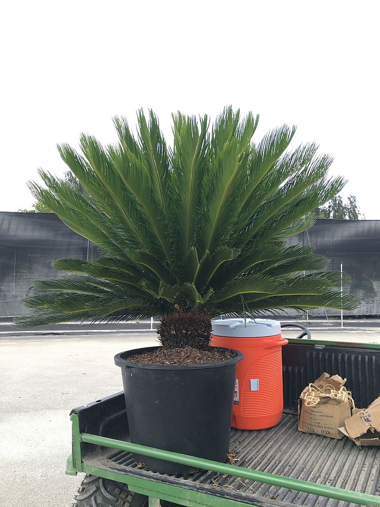 cycas-revoluta-king-sago-palm-cycad