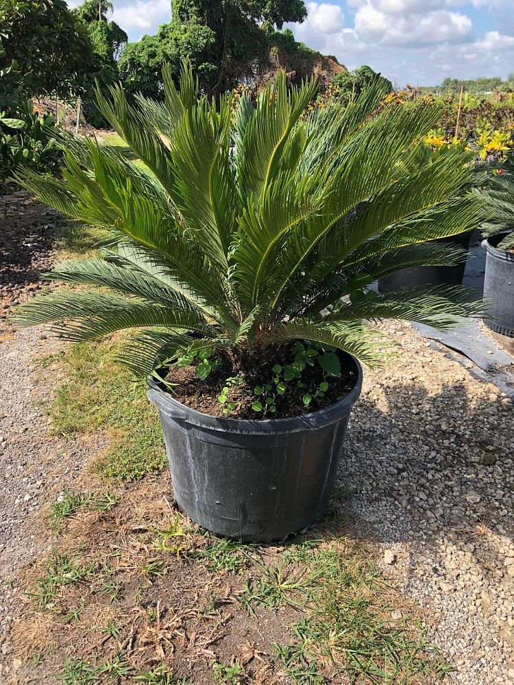 cycas-revoluta-king-sago-palm-cycad