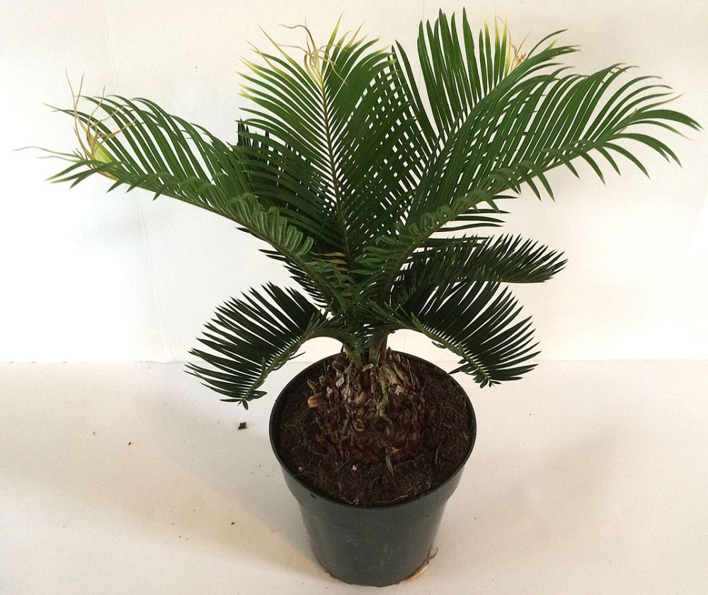 cycas-revoluta-king-sago-palm-cycad