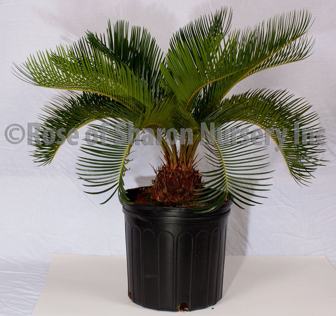 cycas-revoluta-king-sago-palm-cycad