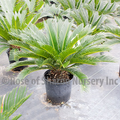 cycas-revoluta-king-sago-palm-cycad