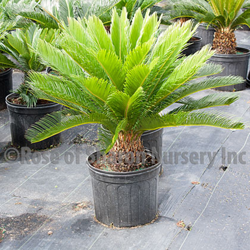 cycas-revoluta-king-sago-palm-cycad