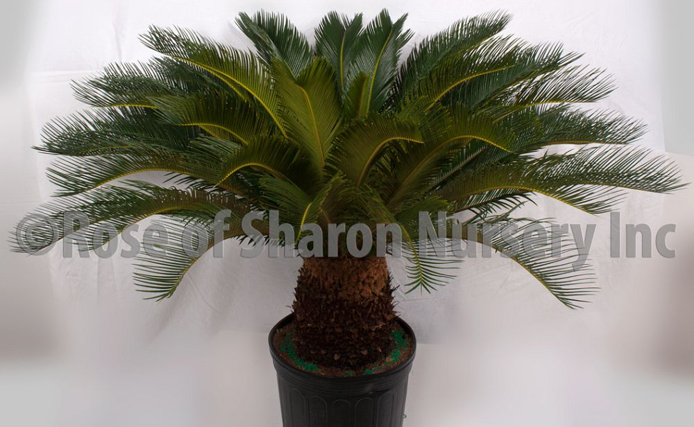 cycas-revoluta-king-sago-palm-cycad
