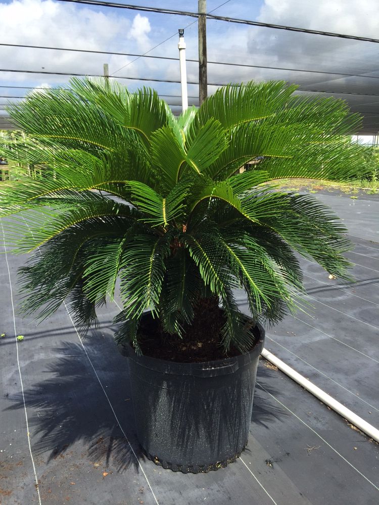 cycas-revoluta-king-sago-palm-cycad