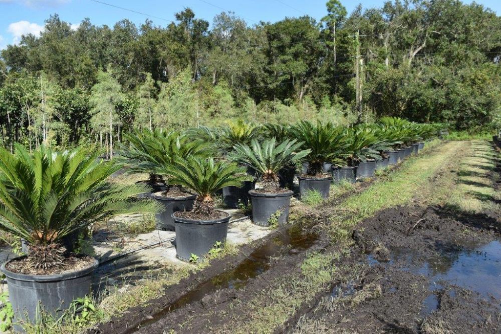 cycas-revoluta-king-sago-palm-cycad