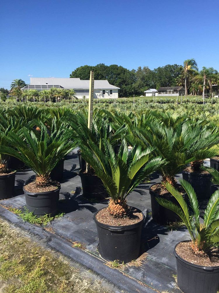 cycas-revoluta-king-sago-palm-cycad