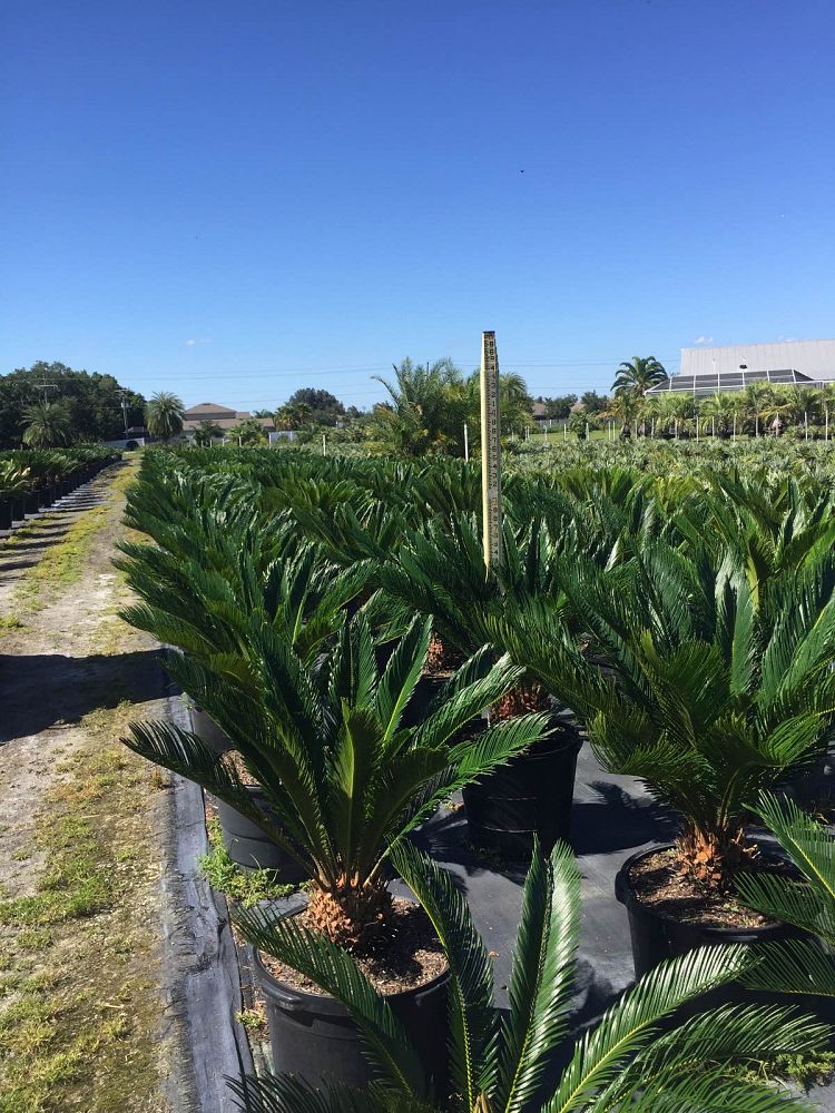 cycas-revoluta-king-sago-palm-cycad