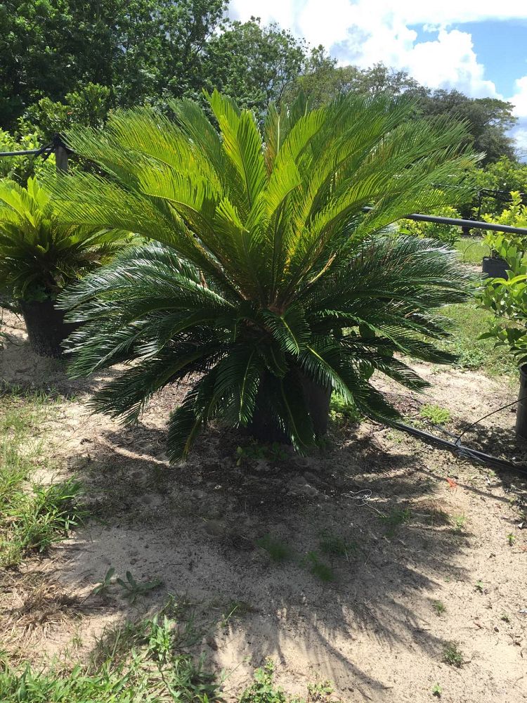 cycas-revoluta-king-sago-palm-cycad