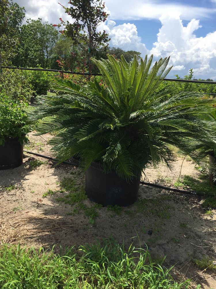 cycas-revoluta-king-sago-palm-cycad