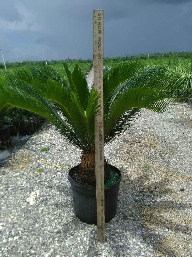 cycas-revoluta-king-sago-palm-cycad