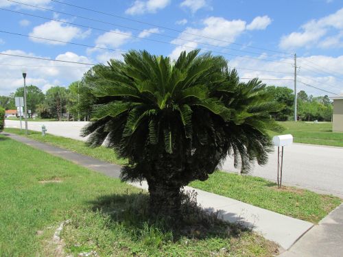 cycas-revoluta-king-sago-palm-cycad