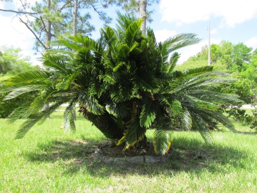 cycas-revoluta-king-sago-palm-cycad