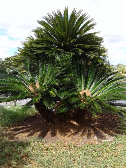 cycas-revoluta-king-sago-palm-cycad