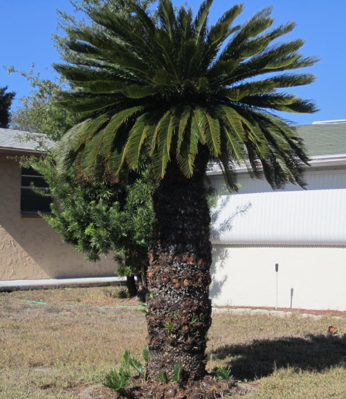 cycas-revoluta-king-sago-palm-cycad