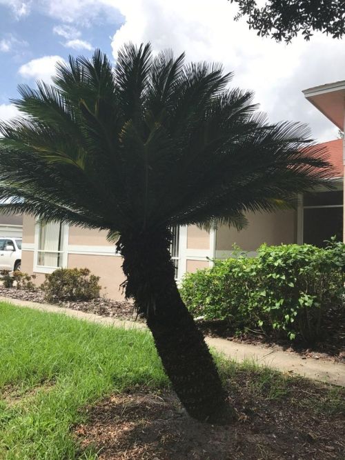 cycas-revoluta-king-sago-palm-cycad