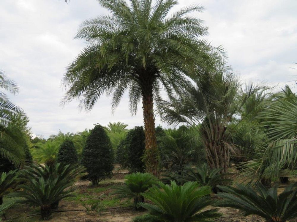 cycas-revoluta-king-sago-palm-cycad