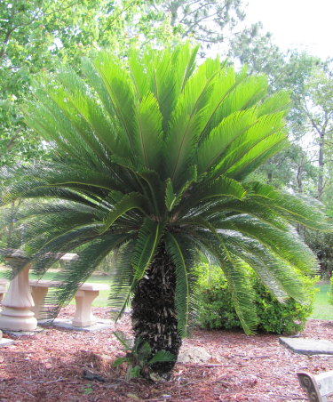 cycas-revoluta-king-sago-palm-cycad