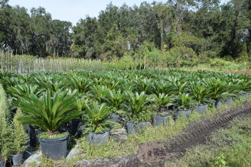 cycas-revoluta-king-sago-palm-cycad