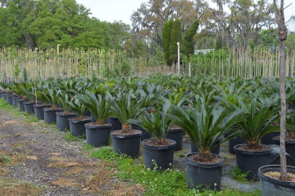 cycas-revoluta-king-sago-palm-cycad