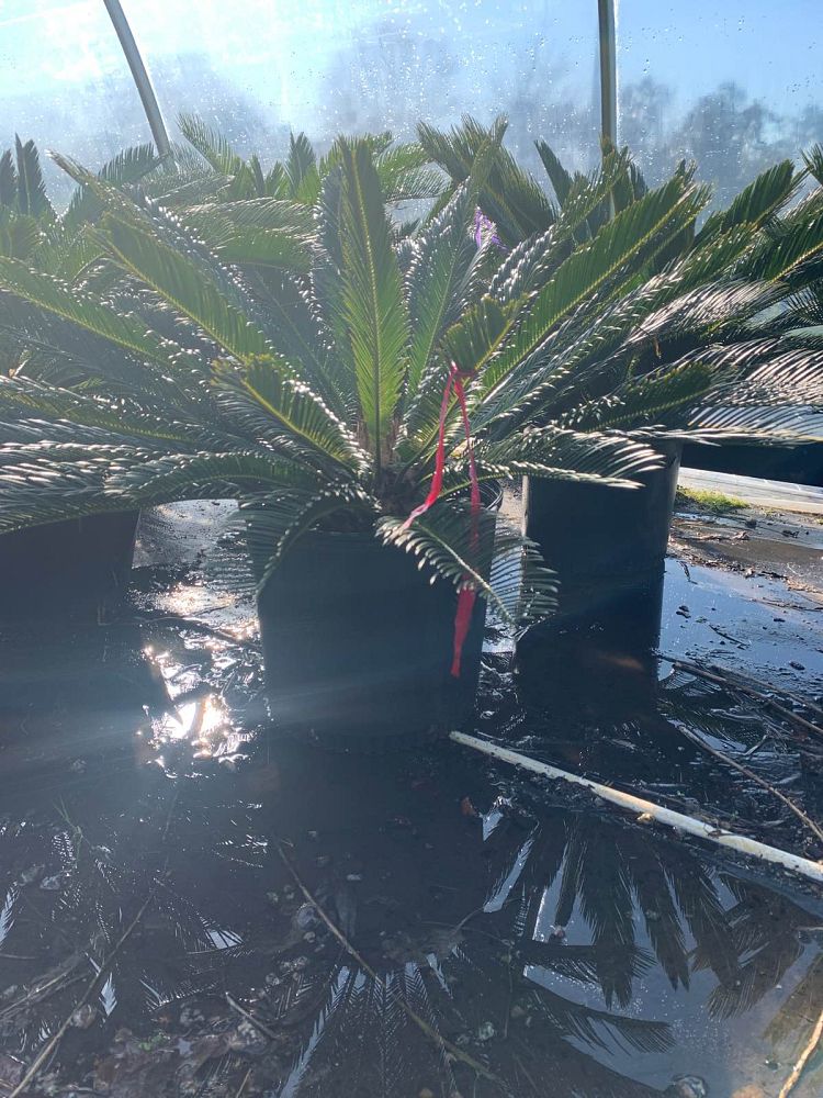 cycas-revoluta-king-sago-palm-cycad