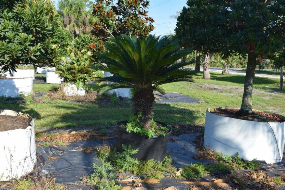 cycas-revoluta-king-sago-palm-cycad