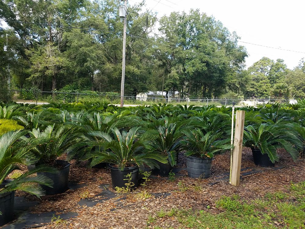 cycas-revoluta-king-sago-palm-cycad