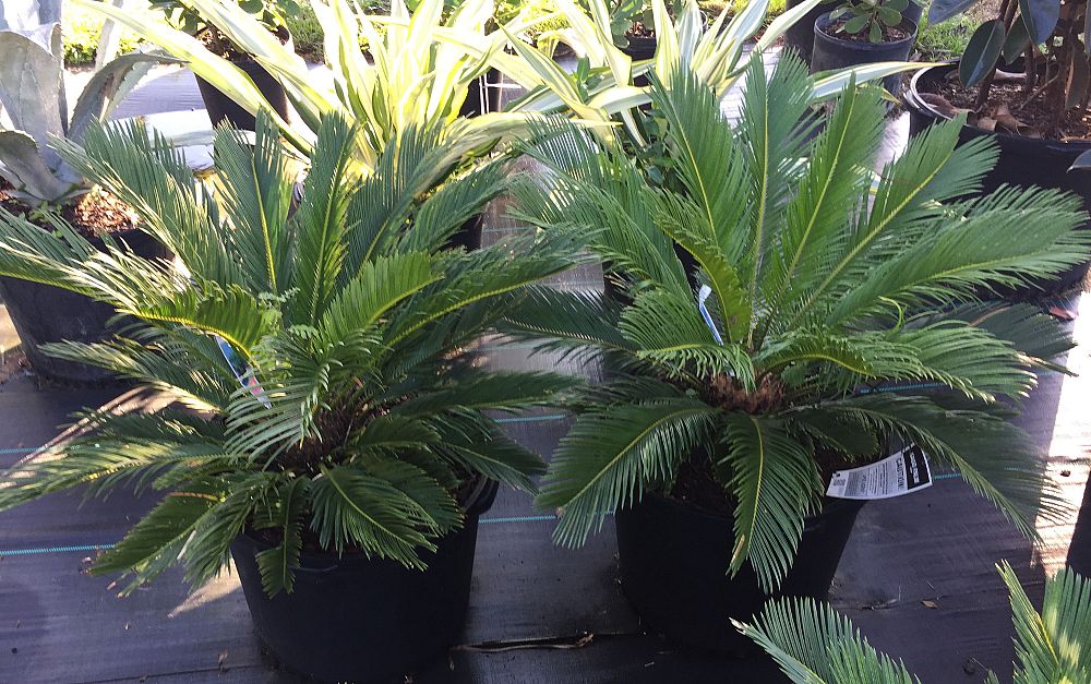 cycas-revoluta-king-sago-palm-cycad