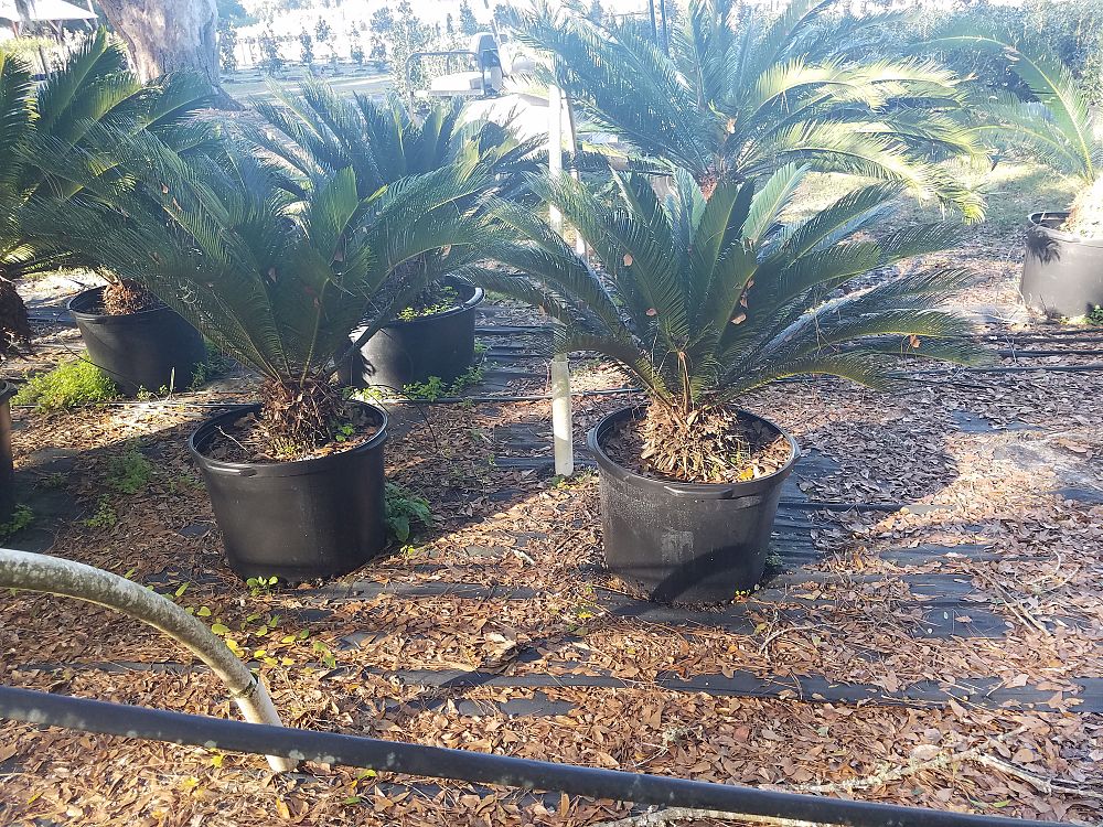 cycas-revoluta-king-sago-palm-cycad