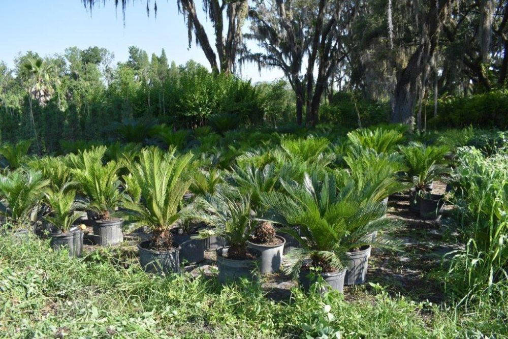 cycas-revoluta-king-sago-palm-cycad