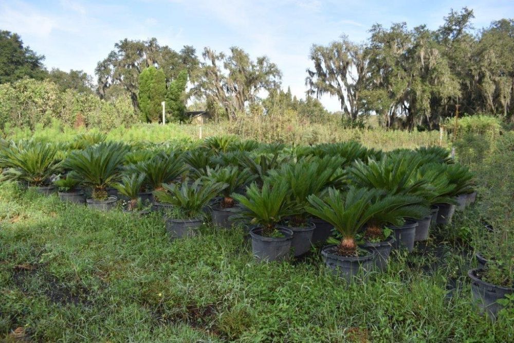 cycas-revoluta-king-sago-palm-cycad