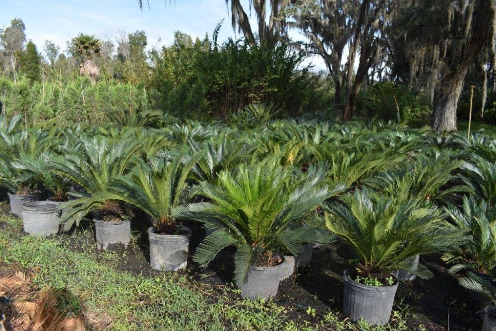 cycas-revoluta-king-sago-palm-cycad