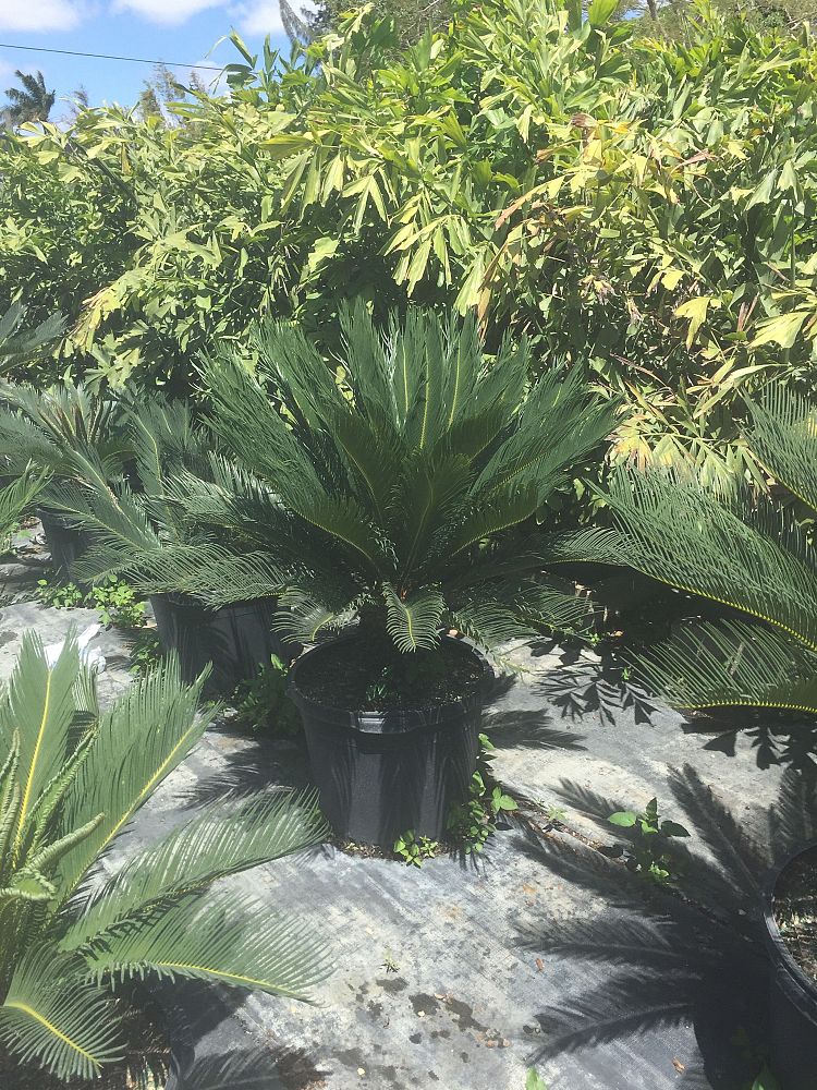 cycas-revoluta-king-sago-palm-cycad
