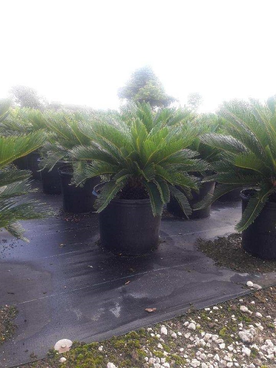 cycas-revoluta-king-sago-palm-cycad