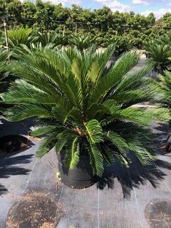 cycas-revoluta-king-sago-palm-cycad