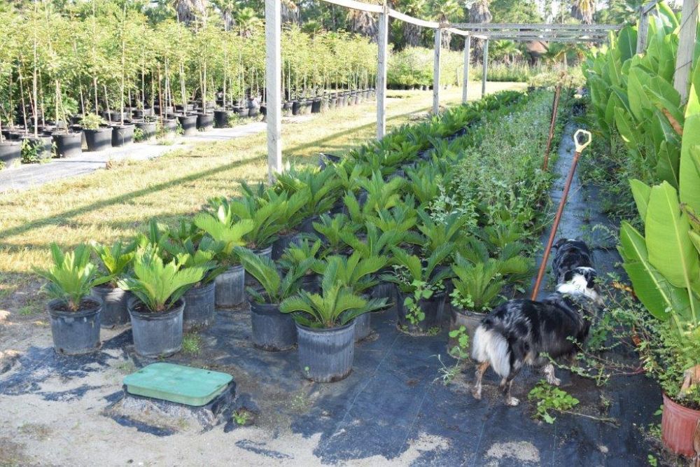 cycas-revoluta-king-sago-palm-cycad