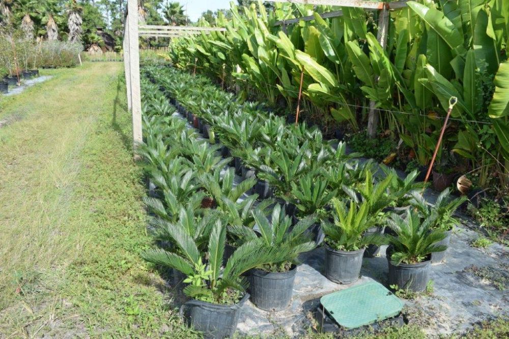 cycas-revoluta-king-sago-palm-cycad