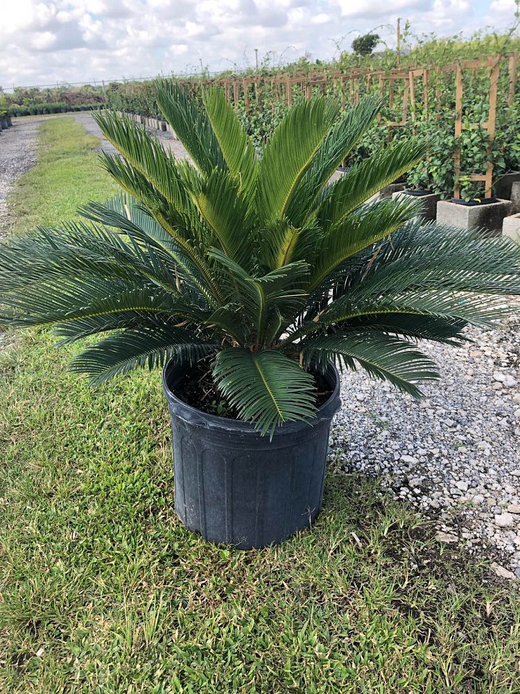 cycas-revoluta-king-sago-palm-cycad