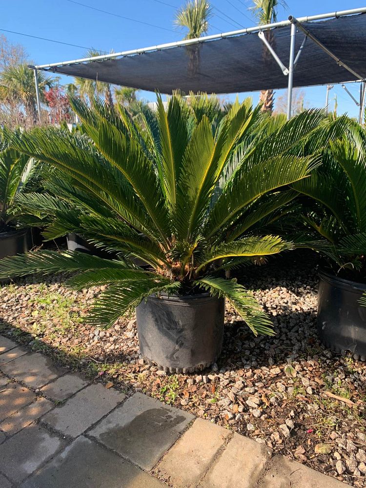 cycas-revoluta-king-sago-palm-cycad