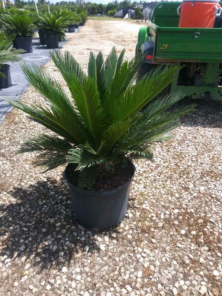 cycas-revoluta-king-sago-palm-cycad