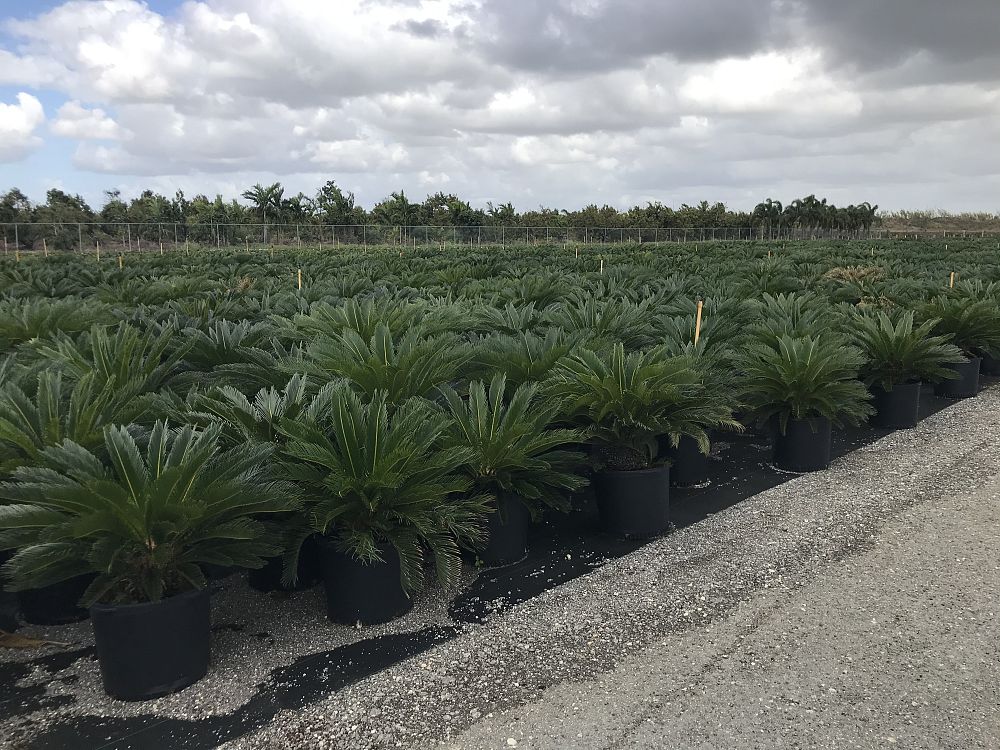 cycas-revoluta-king-sago-palm-cycad