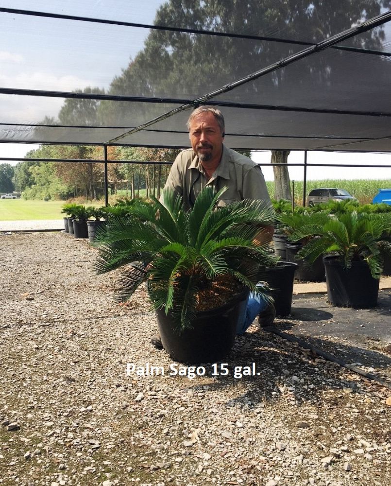 cycas-revoluta-king-sago-palm-cycad