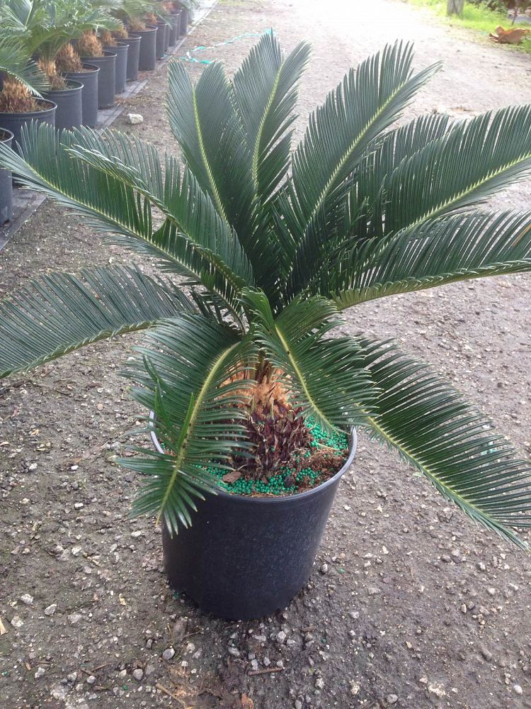 cycas-revoluta-king-sago-palm-cycad