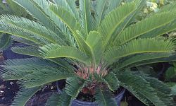 cycas-revoluta-king-sago-palm-cycad