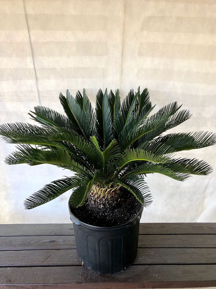 cycas-revoluta-king-sago-palm-cycad