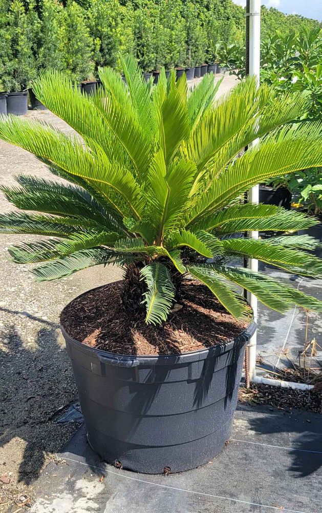 cycas-revoluta-king-sago-palm-cycad