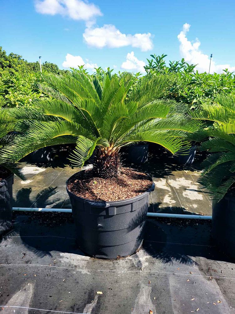 cycas-revoluta-king-sago-palm-cycad