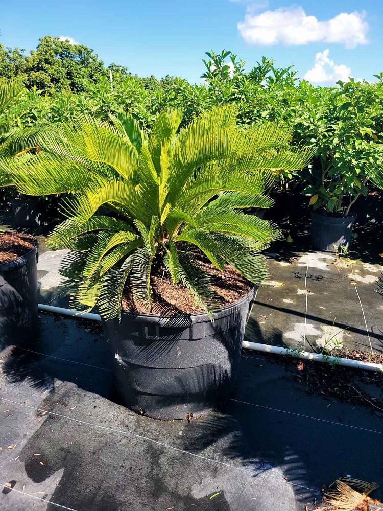 cycas-revoluta-king-sago-palm-cycad